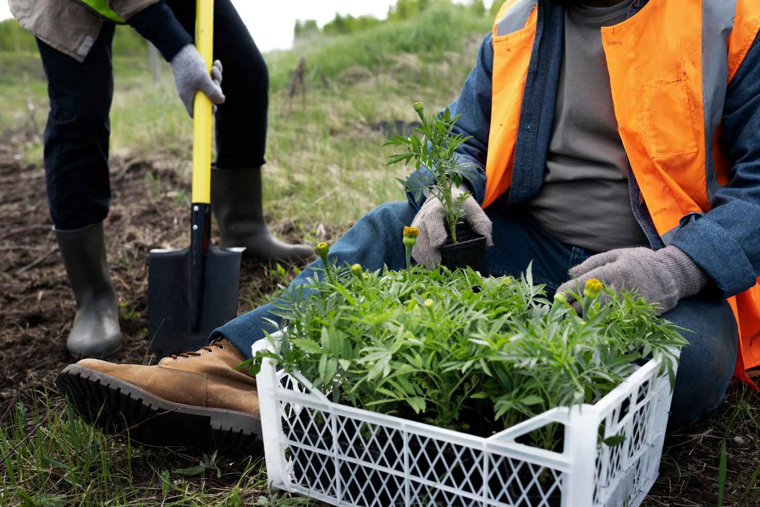 The Steps Involved in Our Tree Care Process in Winnebago, MN